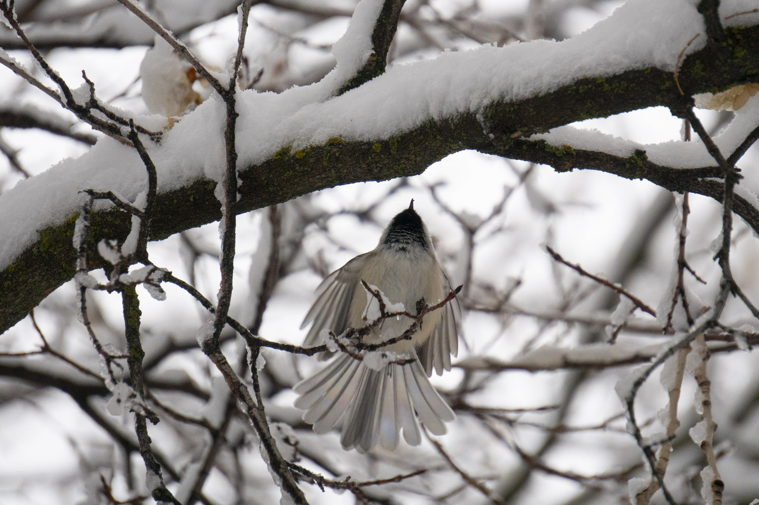 A chickadee shaking out wings on a perch in a snowy tree